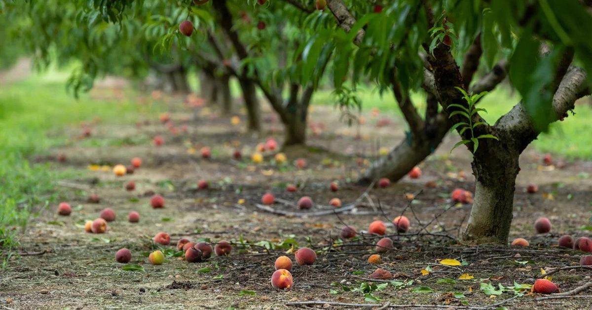 Georgia, the Peach State, is out of peaches. Here’s why, and how locals are coping