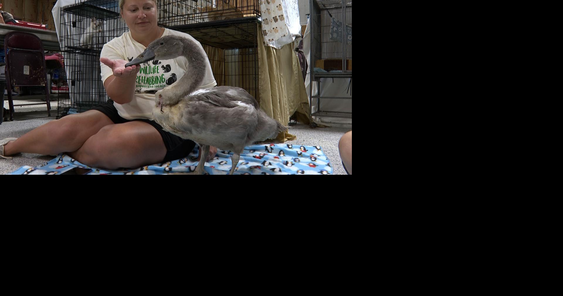 Fish the swan navigates rehab after rescue from Cosmo-Bethel Park