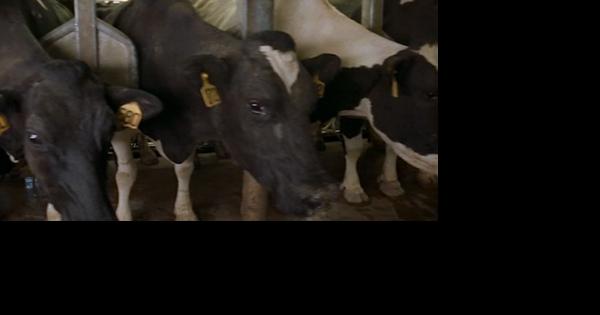 MU looks to sell dairy farm for $4.8 million, reinvest in agriculture - Vimarsana News