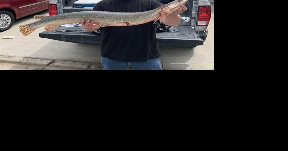 Testing confirms gar caught at Lake of the Ozarks is not pure shortnose - Vimarsana News