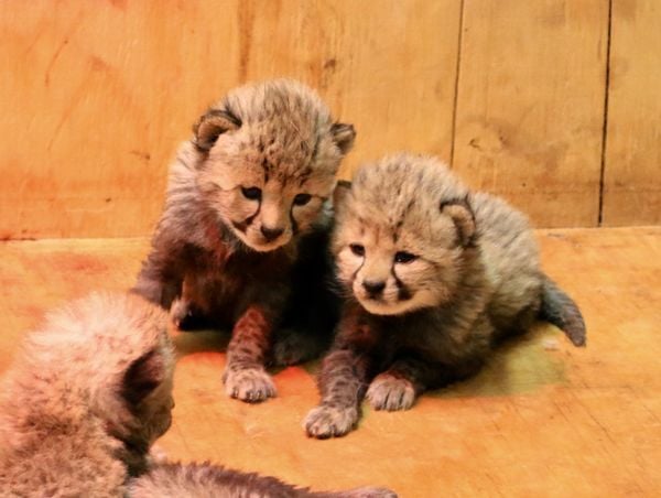★デイジー『 Cheetah family B/W 』by Zuberi 5f9a9c90488ce.image.jpg?crop=