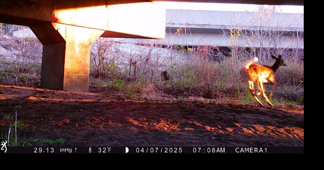 Missouri wildlife vehicle collision hot spot study could help reduce roadkill