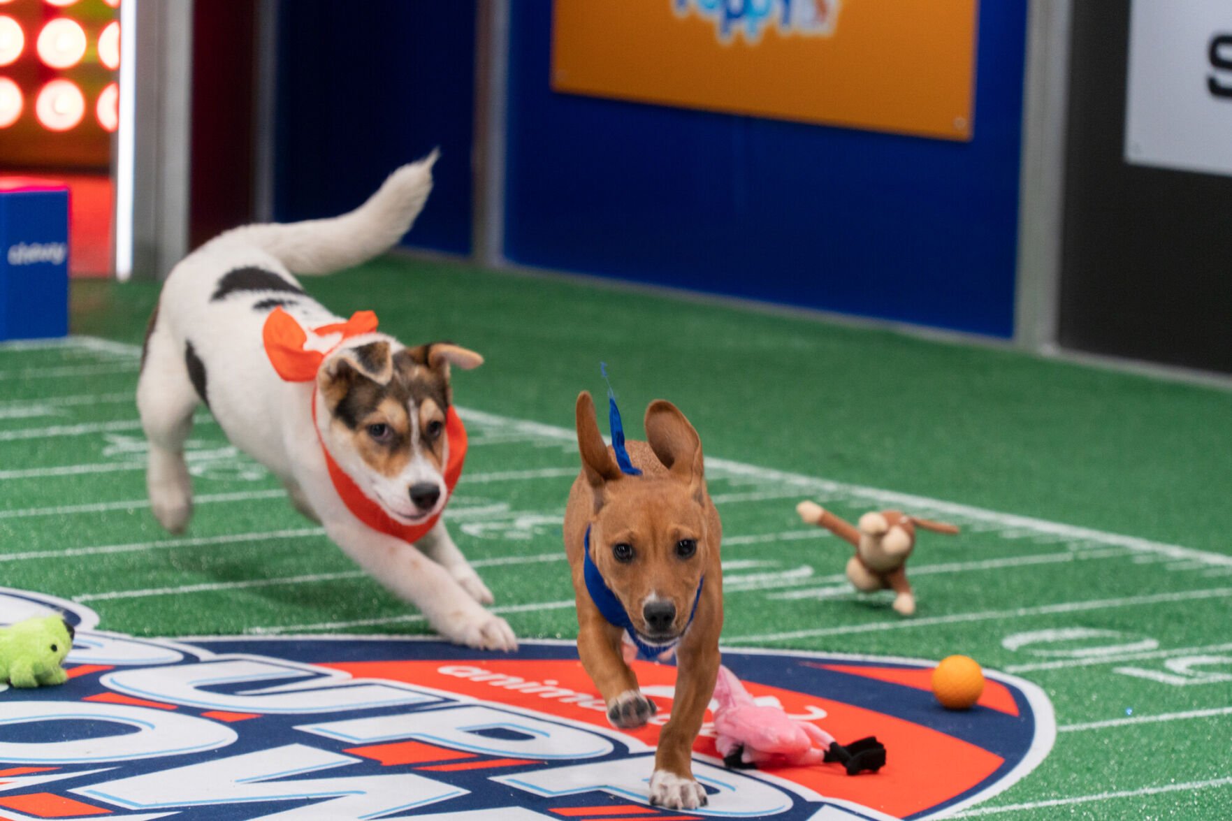 puppy bowl 8