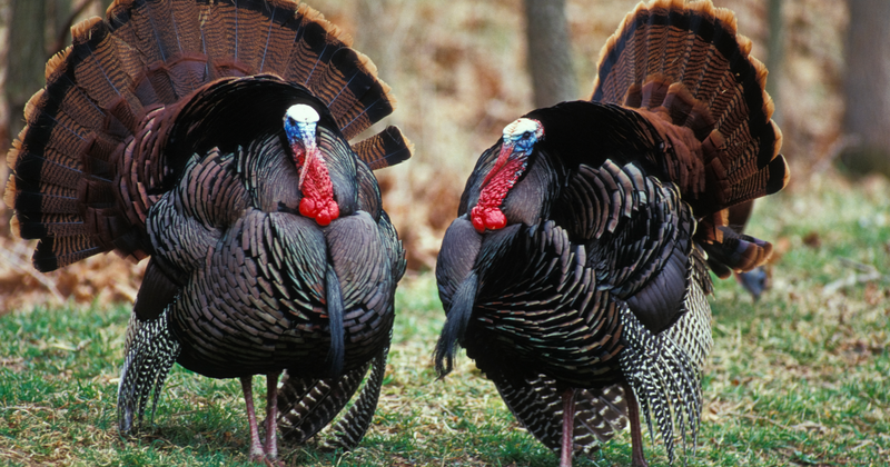 Missouri hunters report over 45K turkeys harvested during regular spring season
