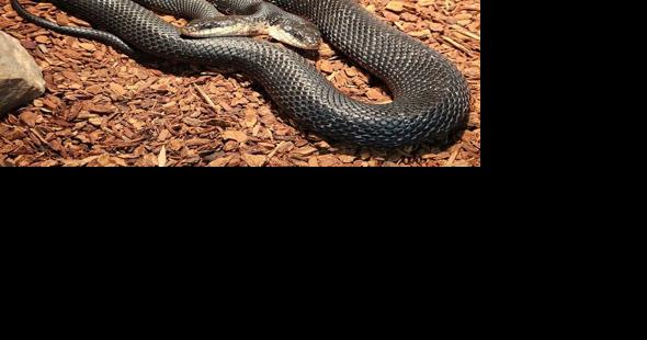 MDC to hold birthday party for two-headed snake in Branson - Vimarsana News