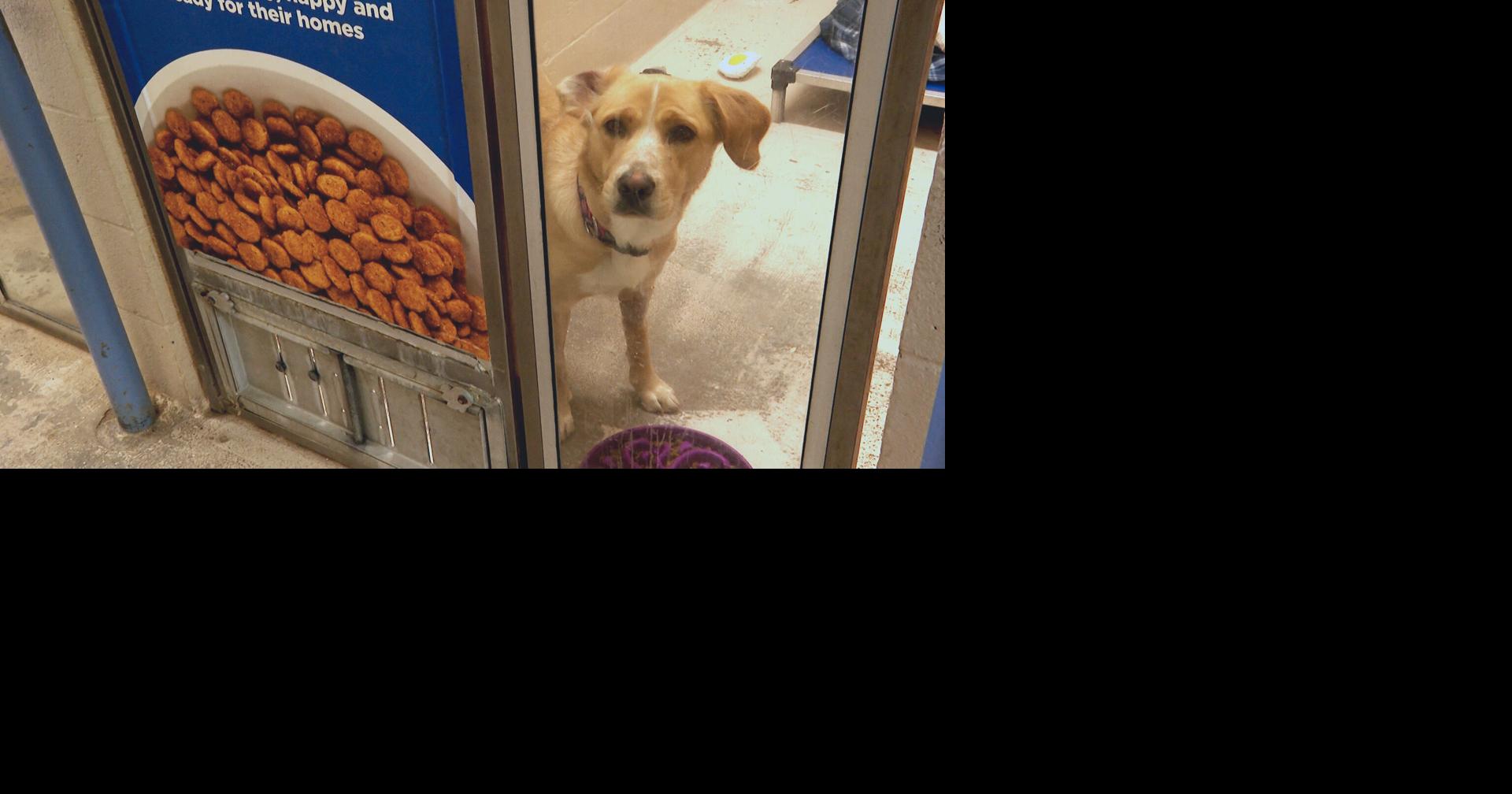 Central Missouri Humane Society expands adoption hours Mid Missouri