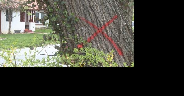 Invasive beetle devastates local ash tree population, removal to take 5 years - Vimarsana News