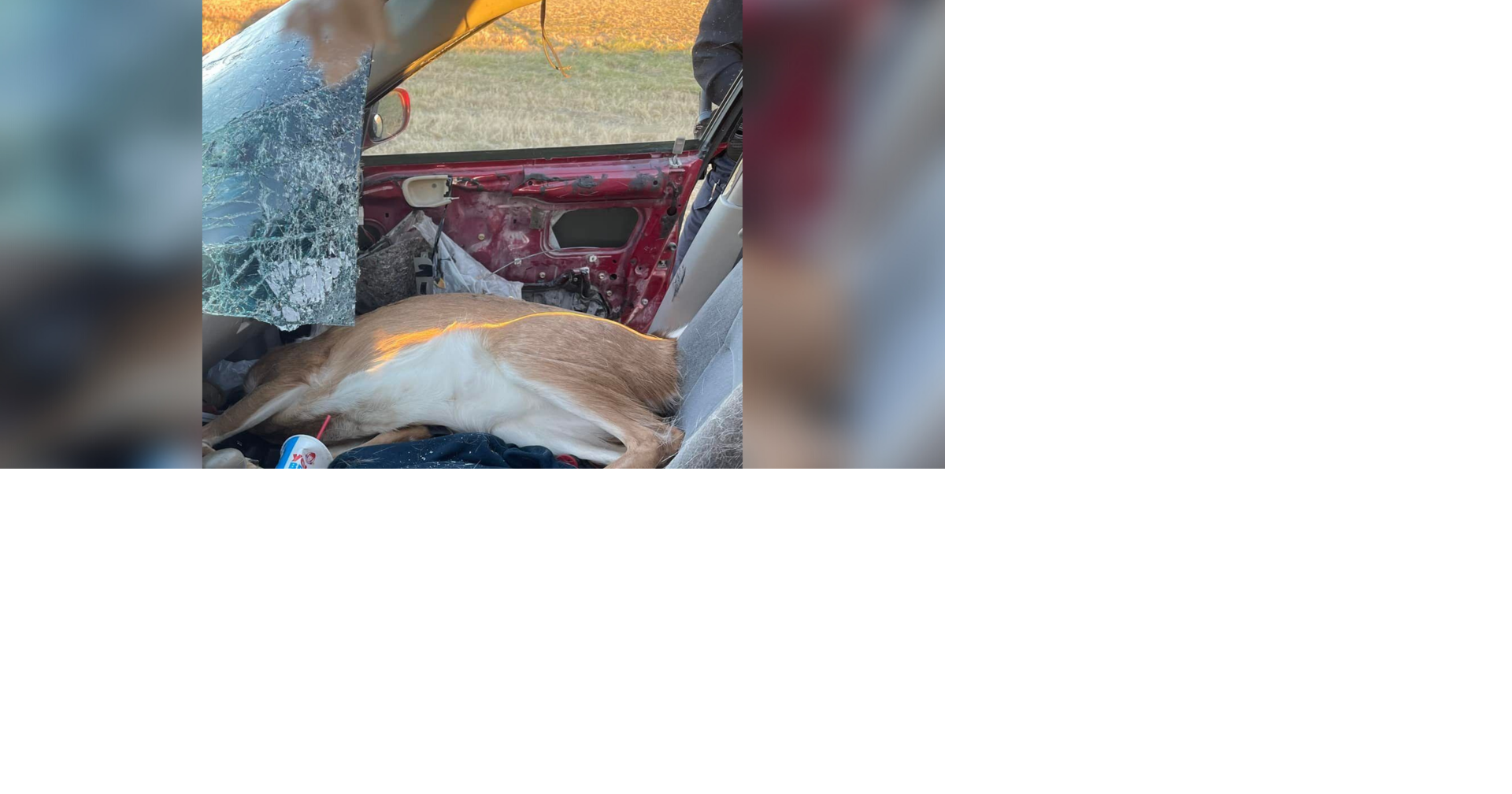 Auxvasse man injured from deer going through windshield MidMissouri
