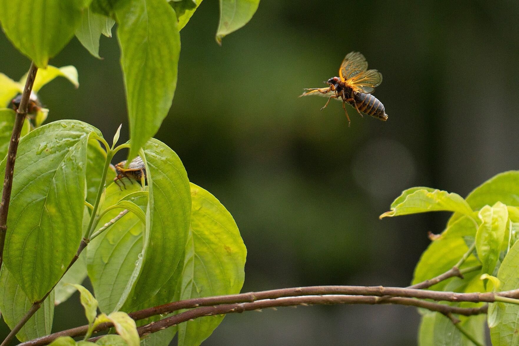 Cicadas Set To Appear In Rare ‘double Brood Emergence’ | Nation & World ...