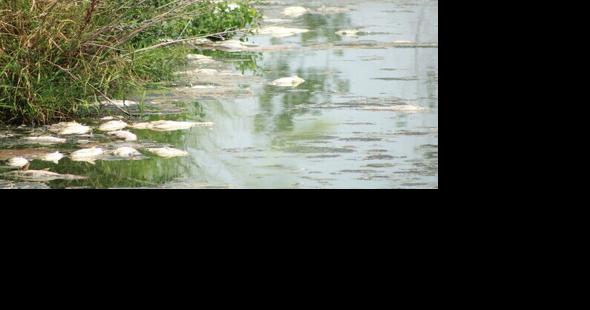 MDC determines fish kill in the Lake of the Ozarks a natural event - Vimarsana News