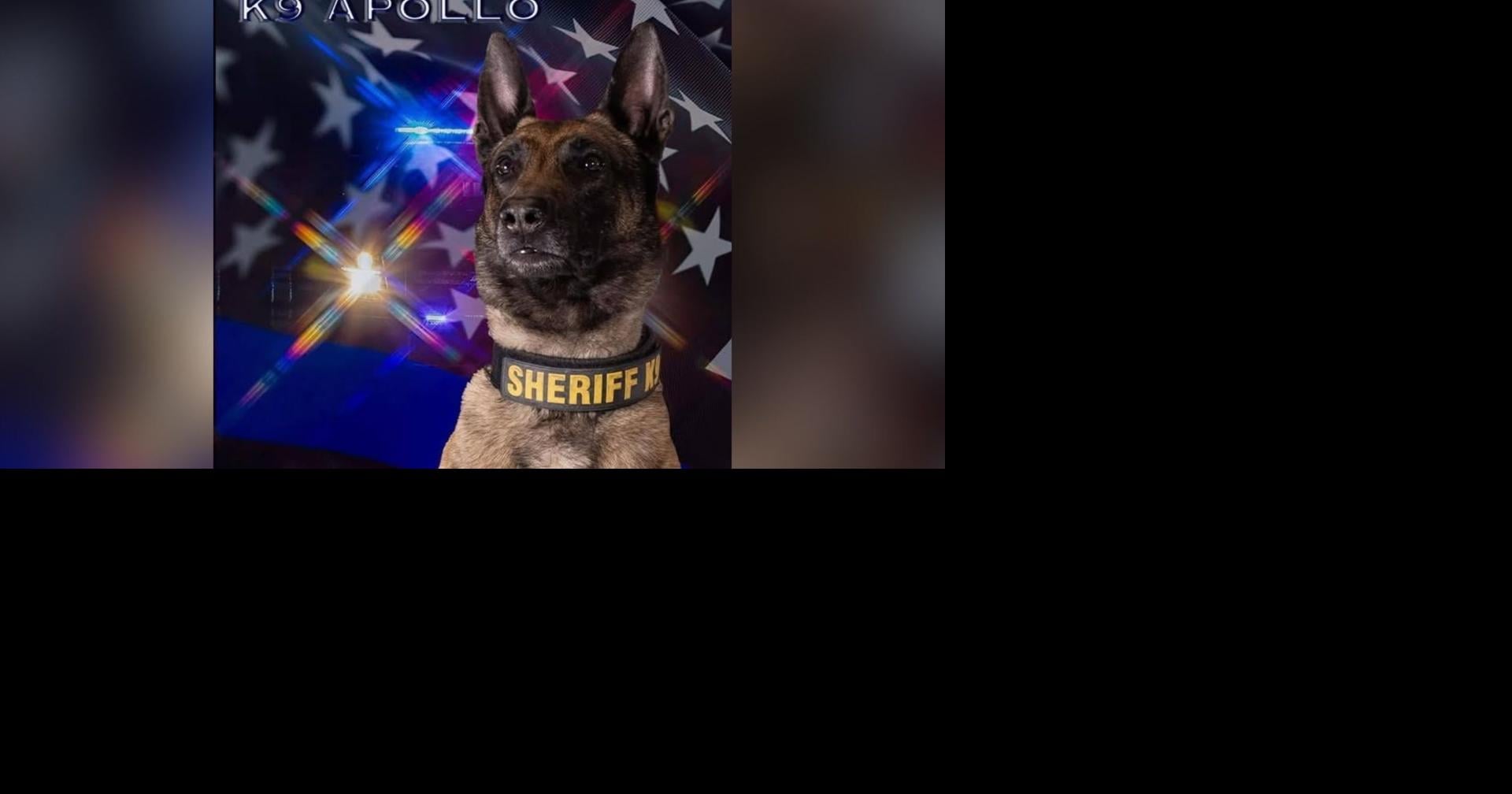 Audrain County Sheriff’s Office mourns death of K9 Apollo
