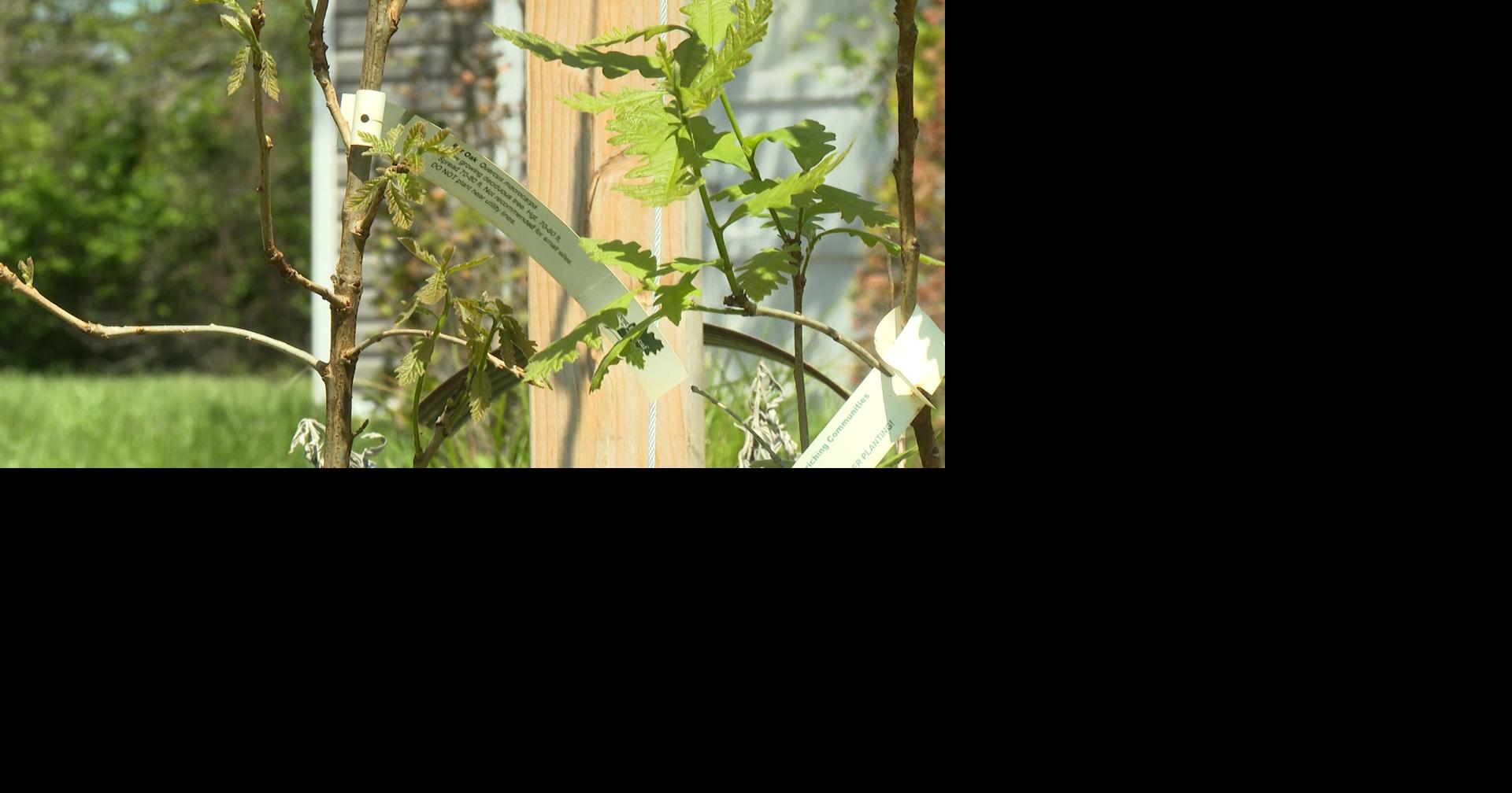 Greenery planted in West Ash neighborhood community space]