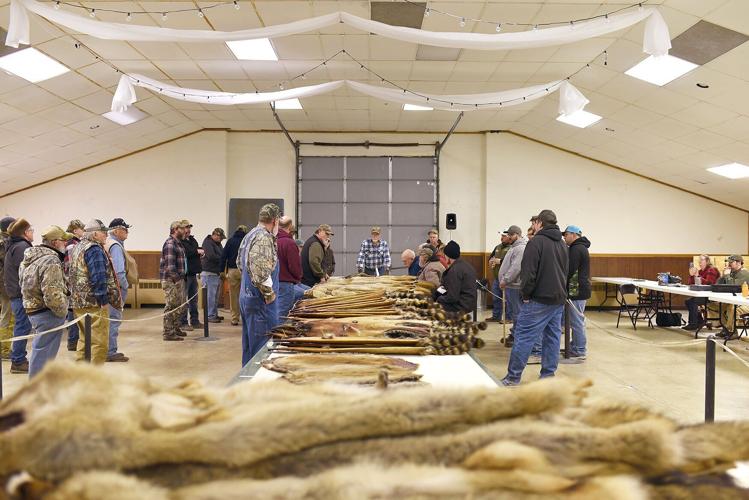 Buyers, trappers and spectators gather around a conveyor belt.