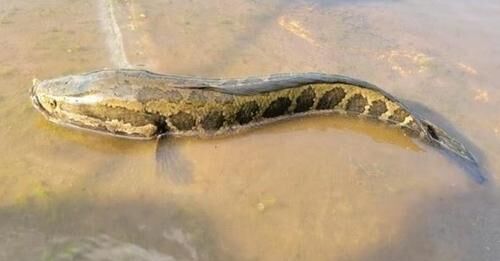 Fourth invasive northern snakehead captured in Missouri | State