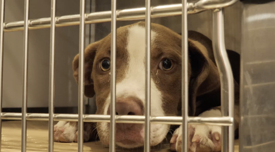 Humane Society of Missouri rescues 37 dogs from Louisiana State