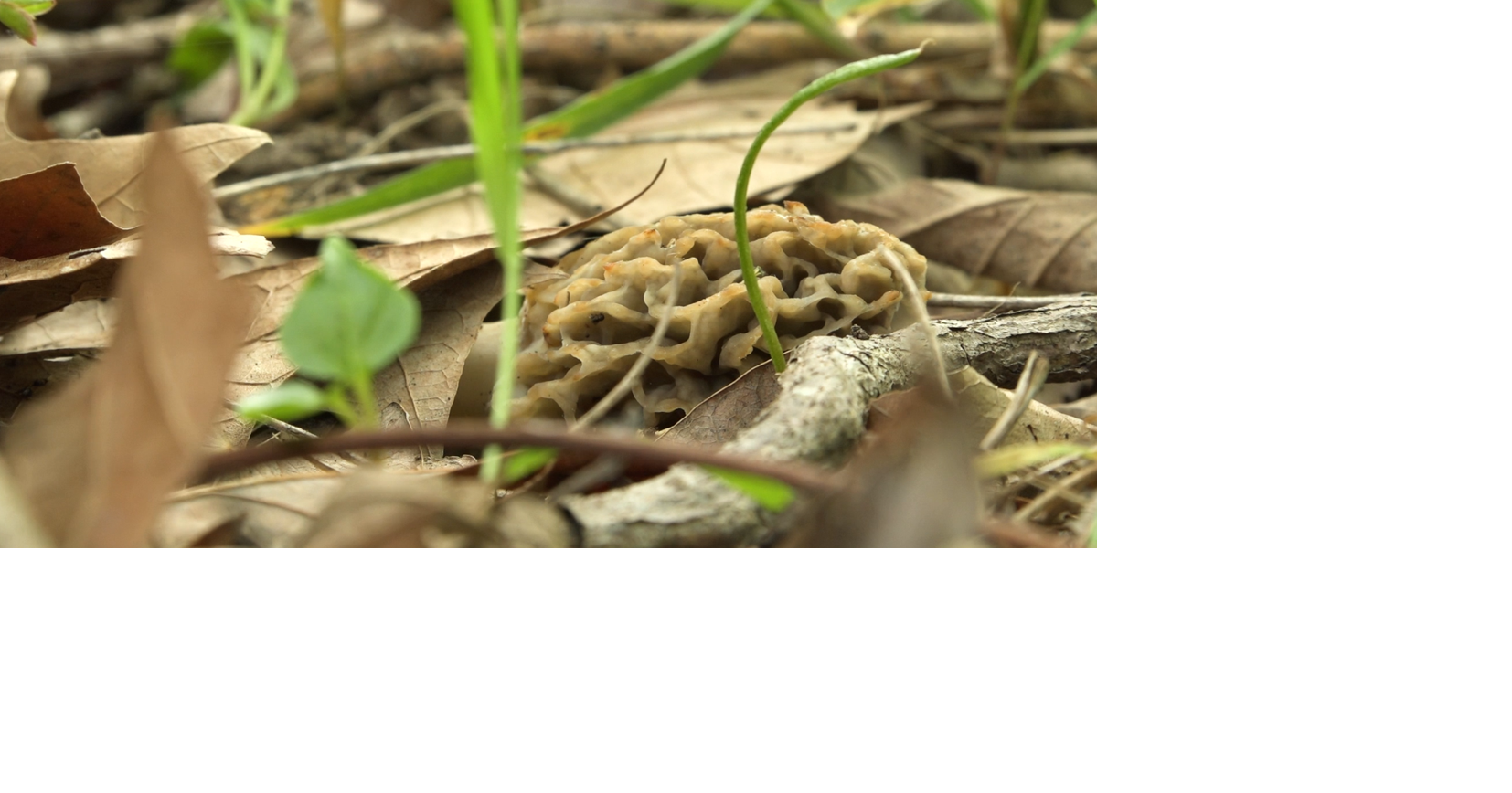Morel mushroom hunting turns a secret hobby into an online community