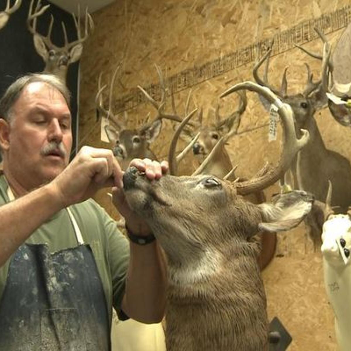 Taxidermists Voice Concerns About New Mdc Deer Hunting Proposal News Komu Com Mdc Deer Harvest Map 2022