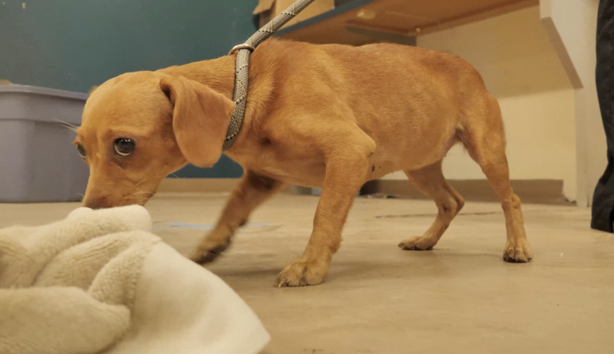 Humane Society of Missouri rescues 37 dogs from Louisiana State