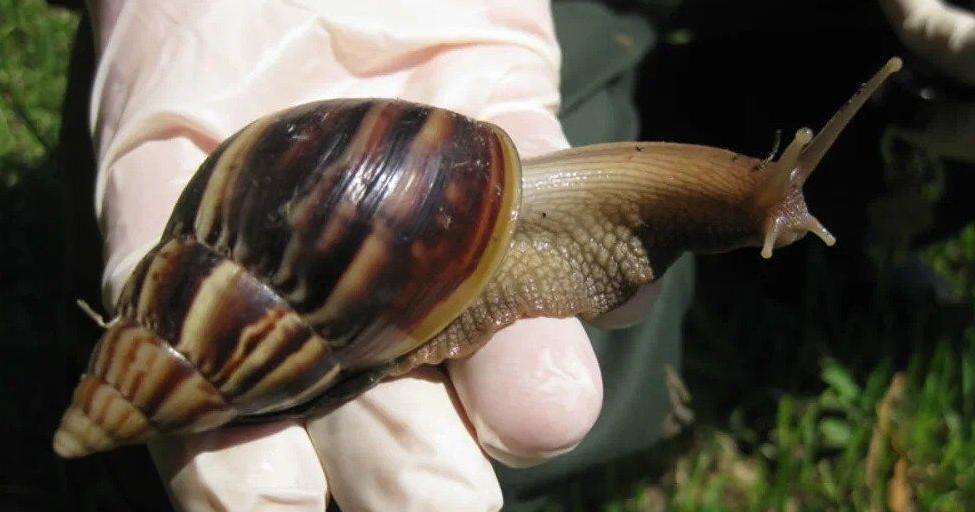 Customs officers confiscate 6 illegal giant African snails at Detroit airport - Vimarsana News