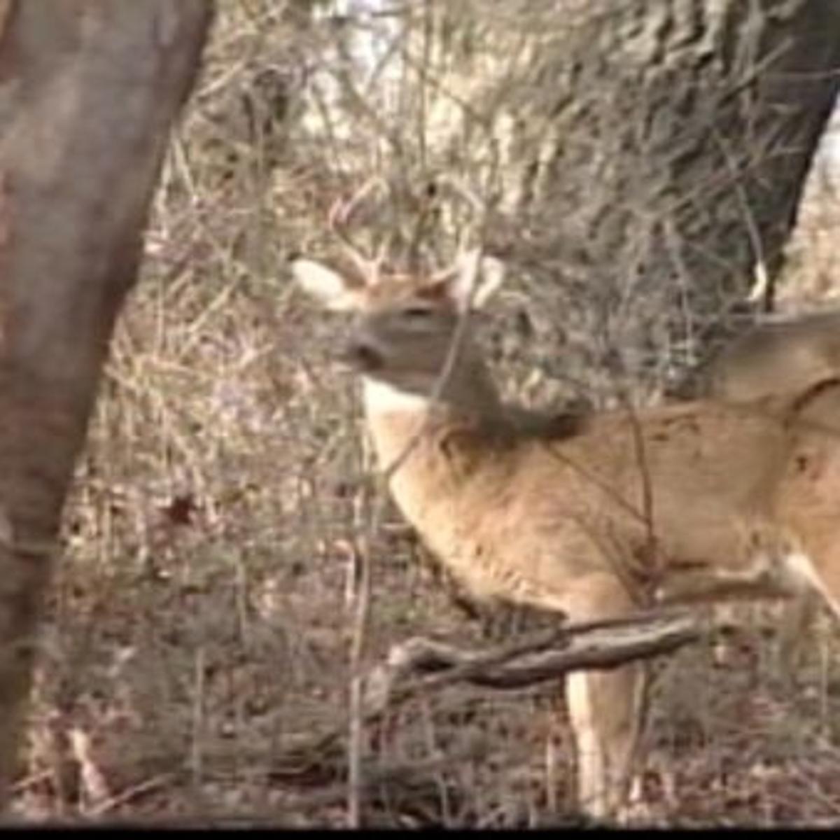 Mo Hunter Dies After Falling Into Sinkhole News Komu Com