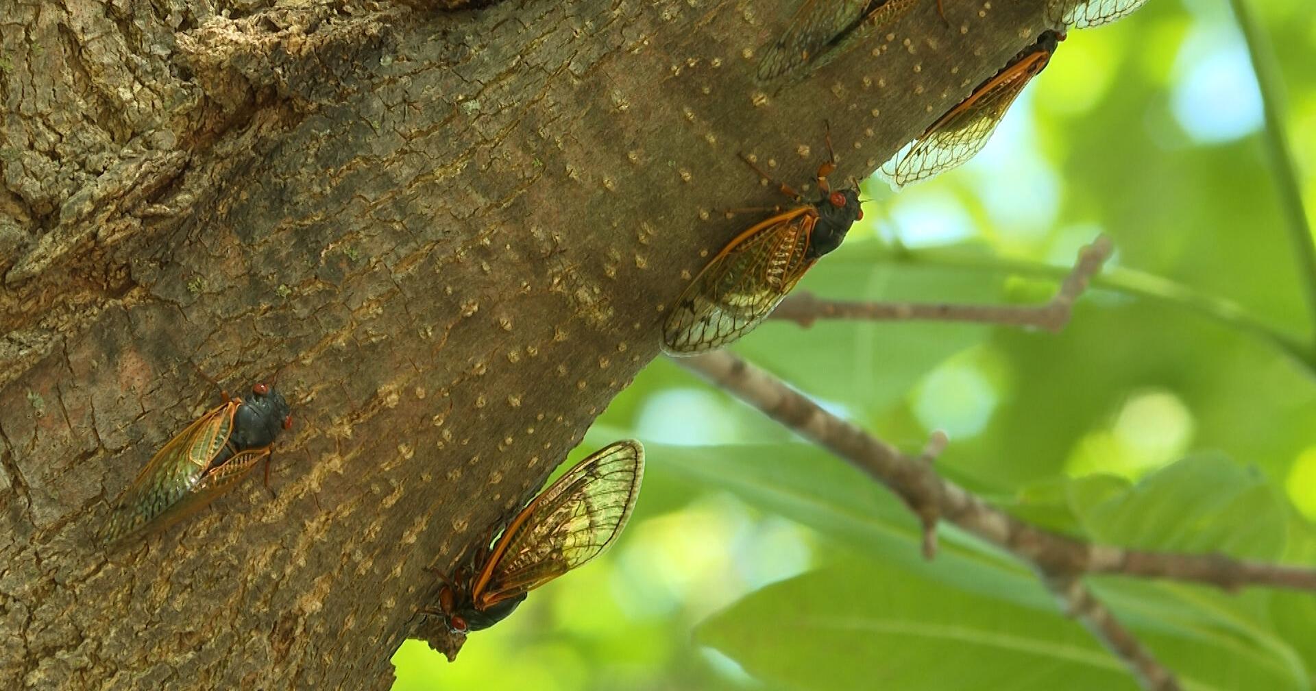 Can noise from cicadas damage your ears? | Mid-Missouri News - Vimarsana News