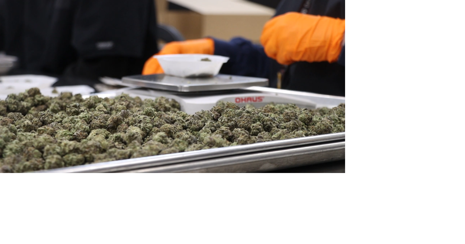 Flaws found in Missouri's marijuana drug use program