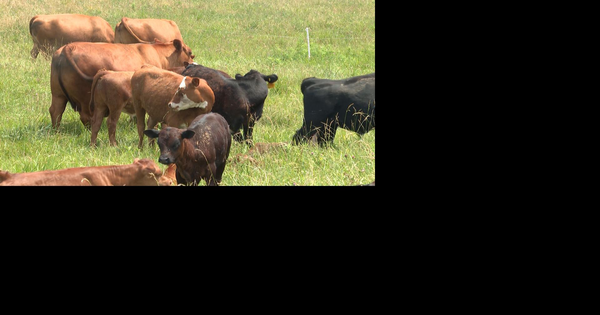 Missouri beef groups say Trump tariff decision could crush U.S ...