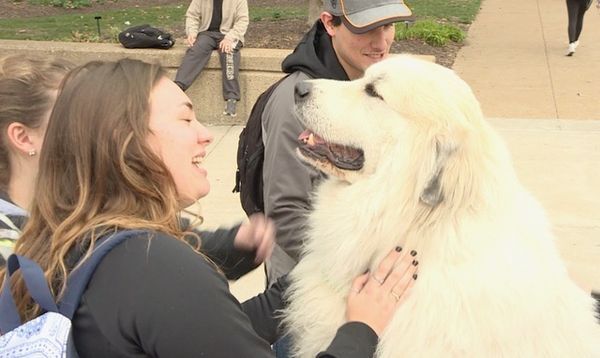 Harlan, the renowned canine who comforted Mizzou students, has died