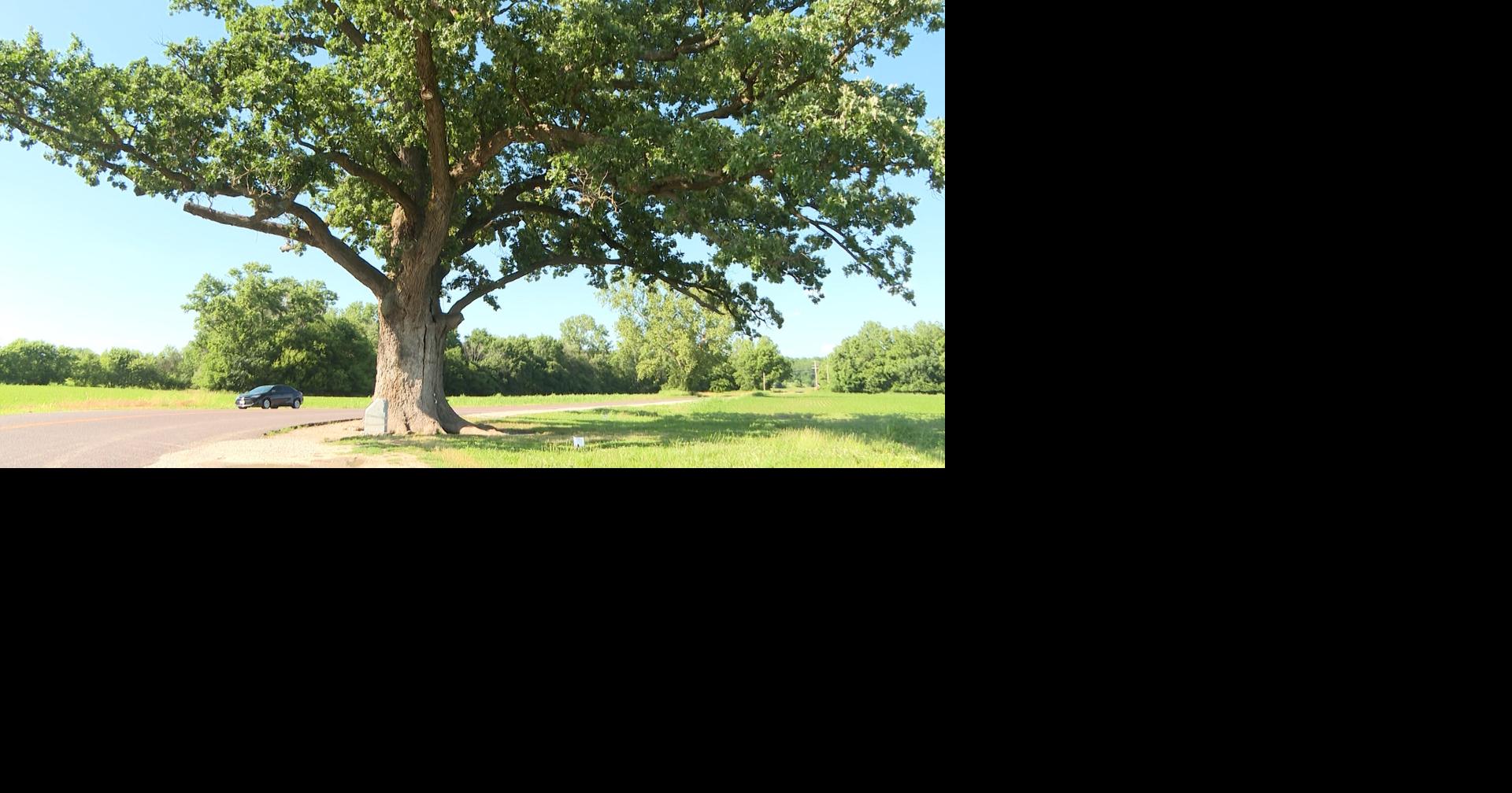 How the climate impacts allergies
