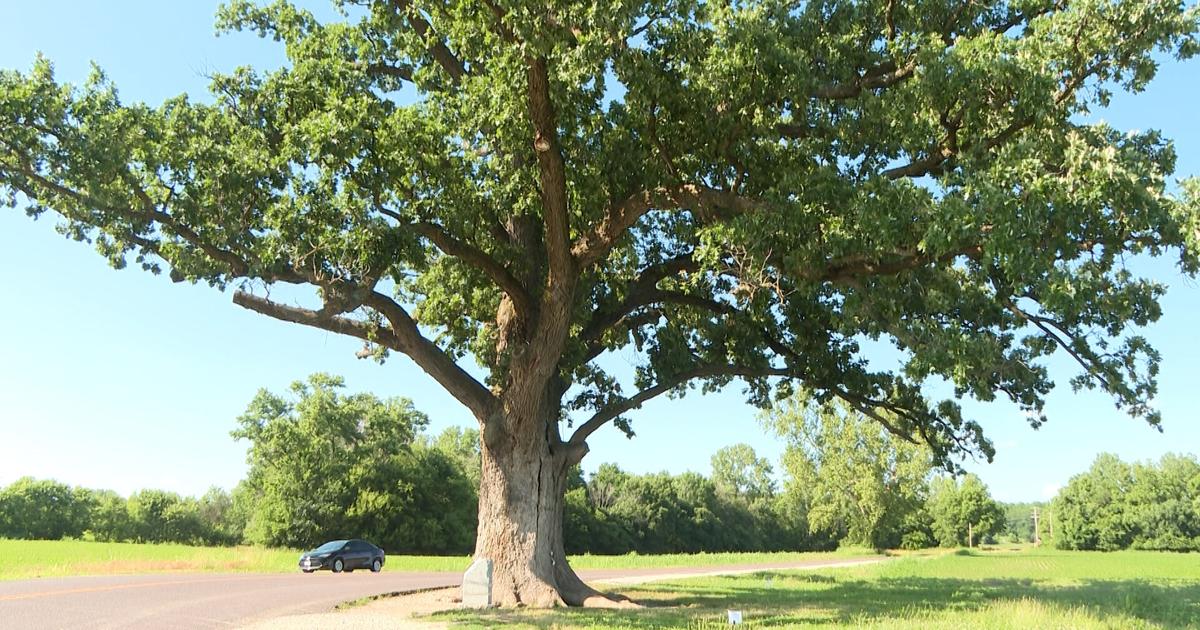 How the climate impacts allergies