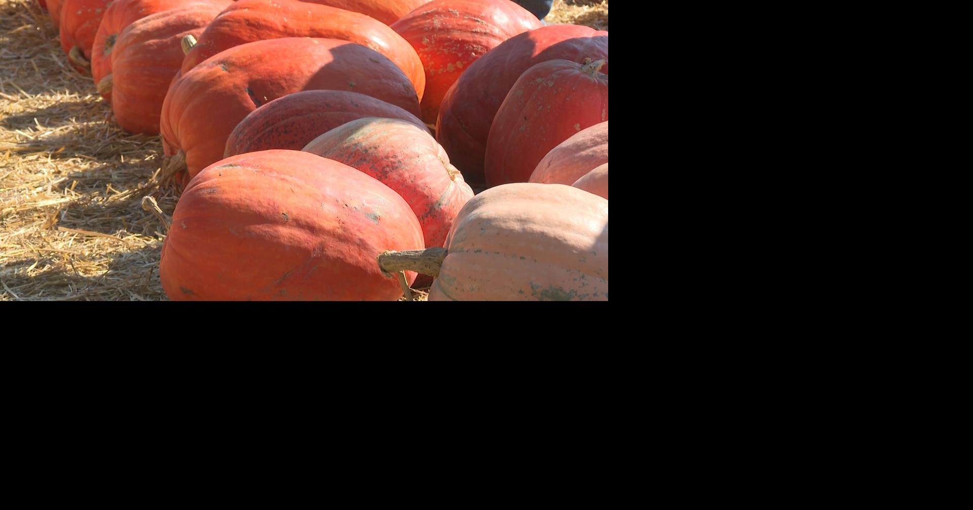 Hartsburg Pumpkin Festival is back