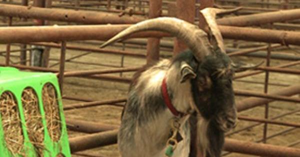 Goat Rally Raises Money for Animal Shelter | News | komu.com