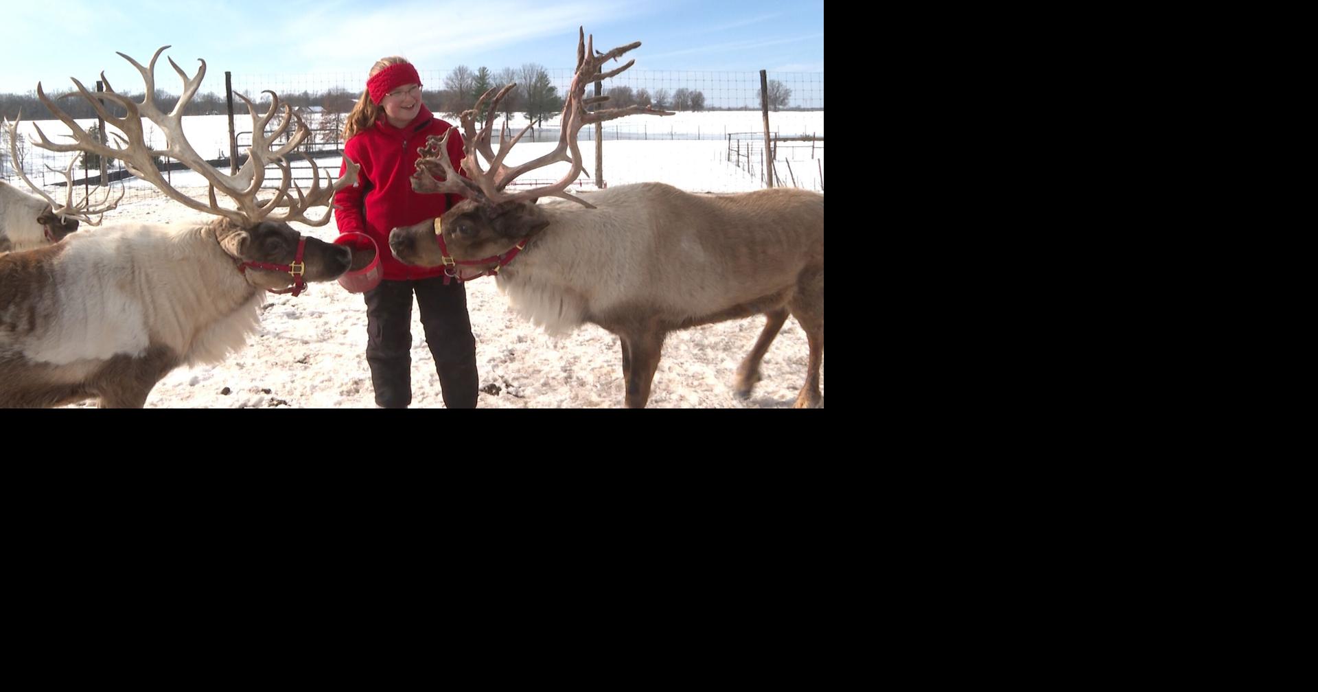 Moberly reindeer farm brings Christmas to mid-Missouri