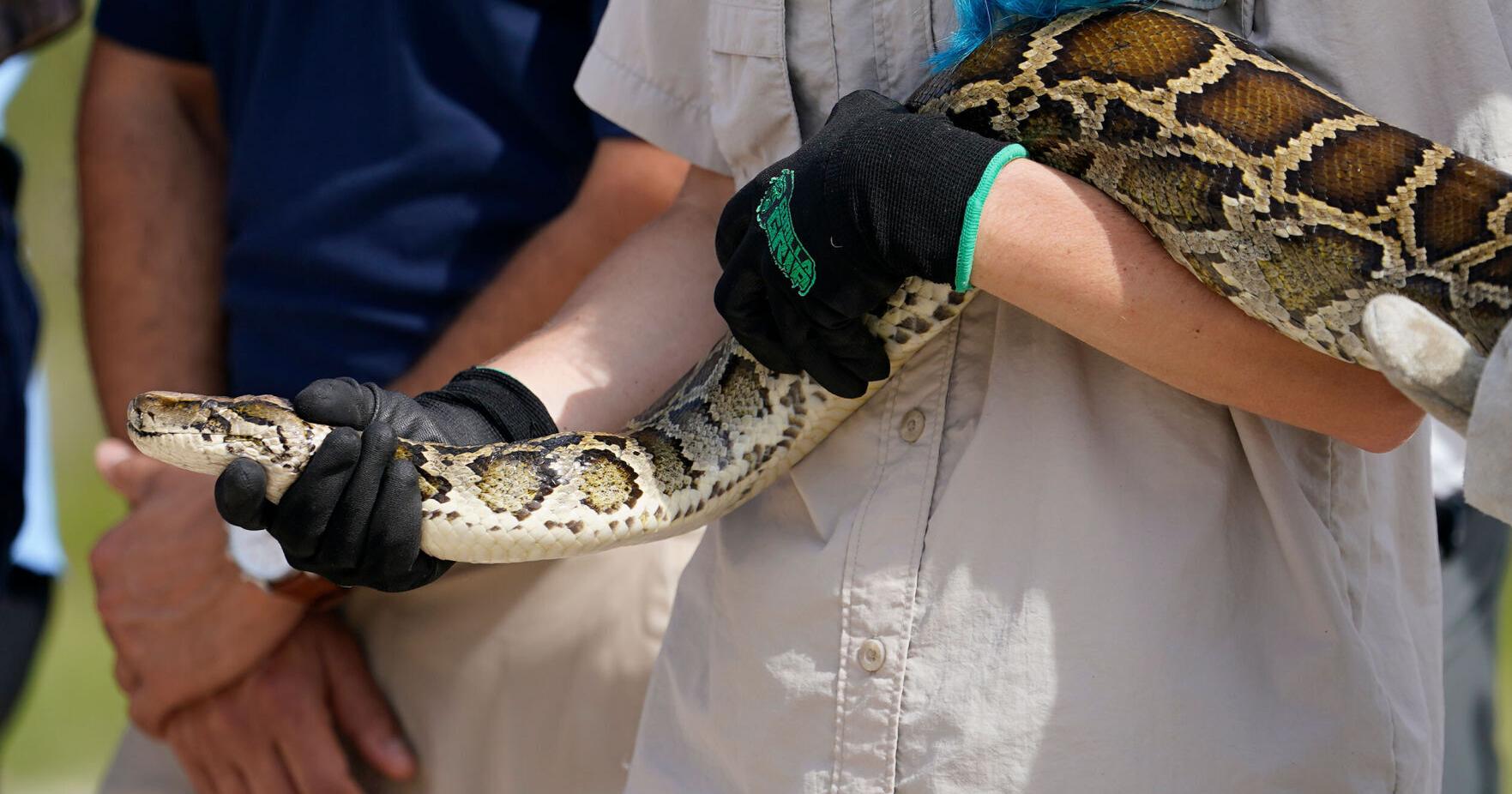 Hunters are swarming the Florida Everglades for the annual python challenge. The state says it's vital to save the ecosystem - Vimarsana News