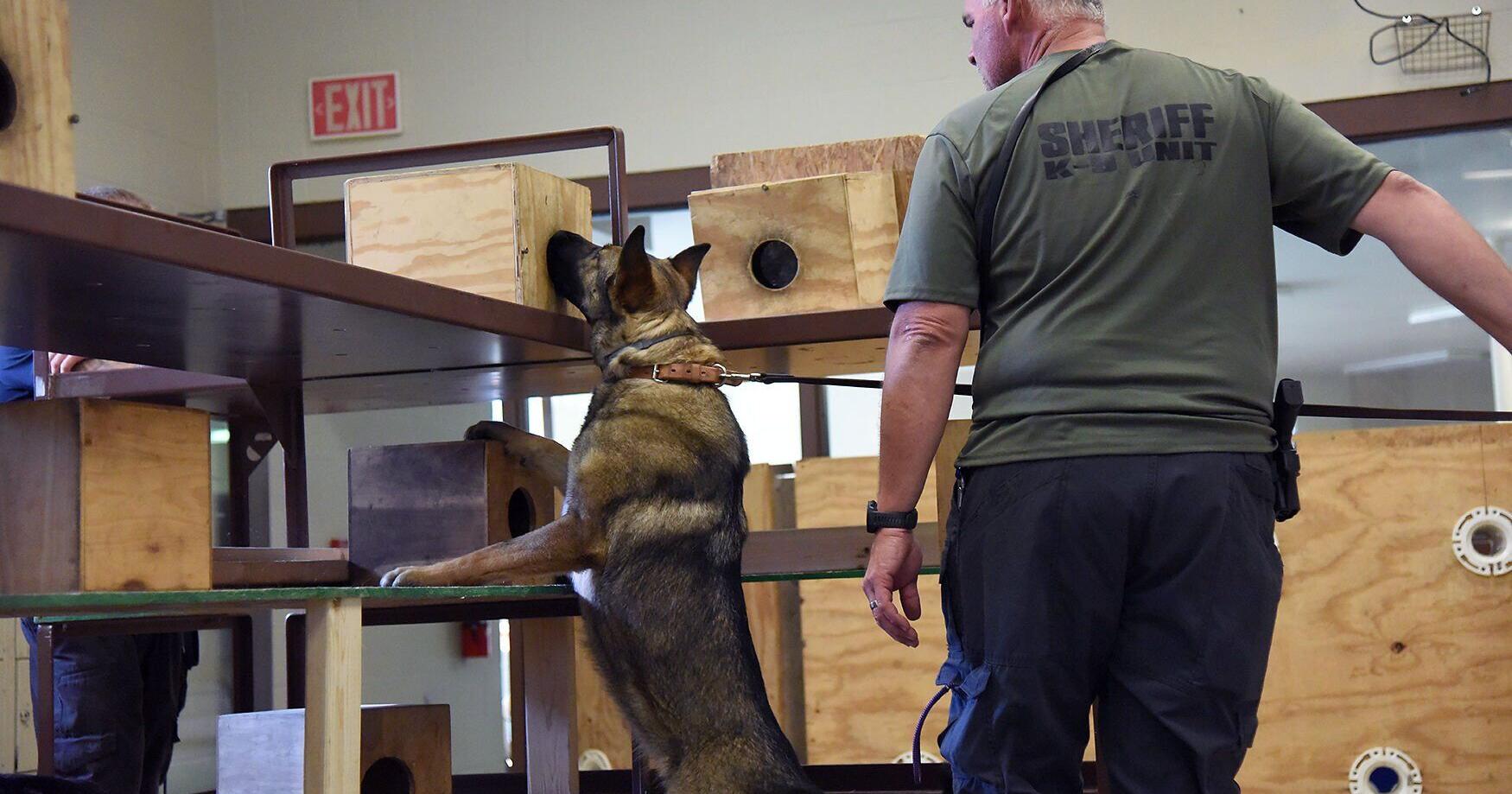 Marijuana legalization is retiring many drug-sniffing police dogs in Missouri - Vimarsana News