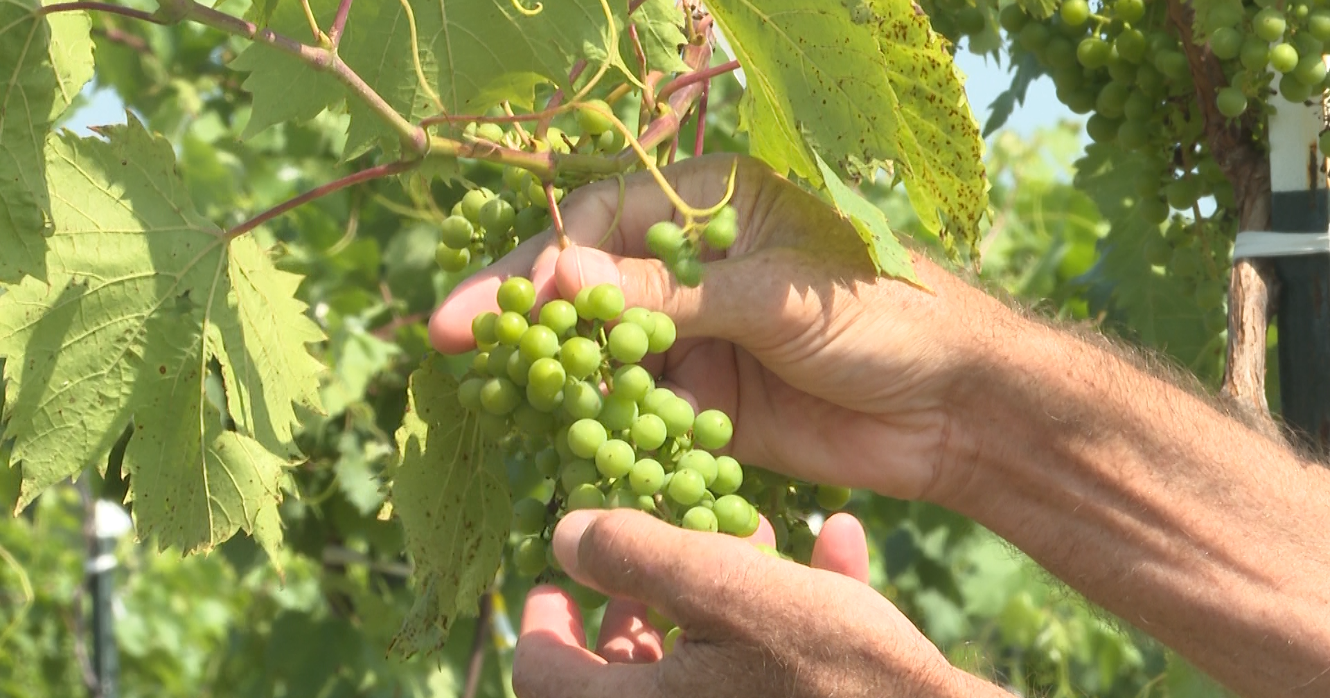 Missouri drought impacts grape farmers, wine producers - Vimarsana News