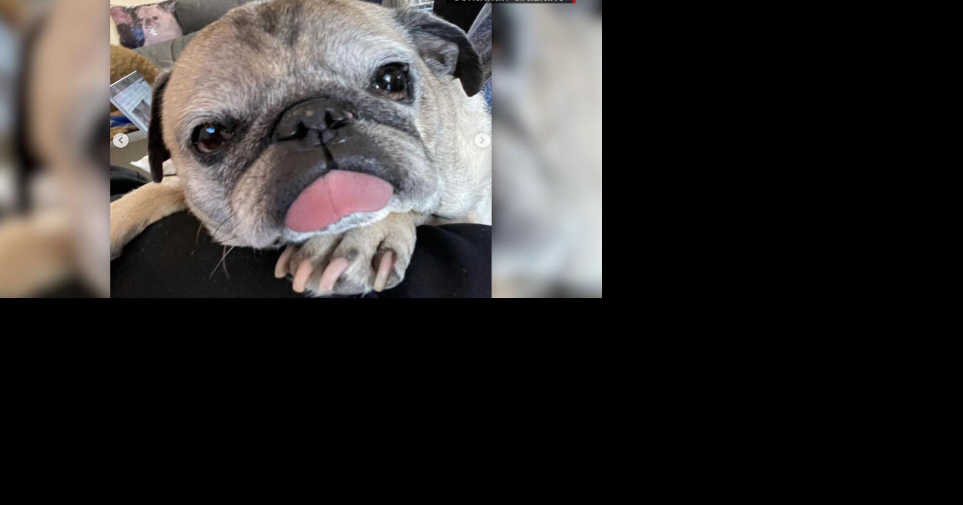 Noodle, the TikTok-famous 'bones or no bones' pug, has died | Nation ...