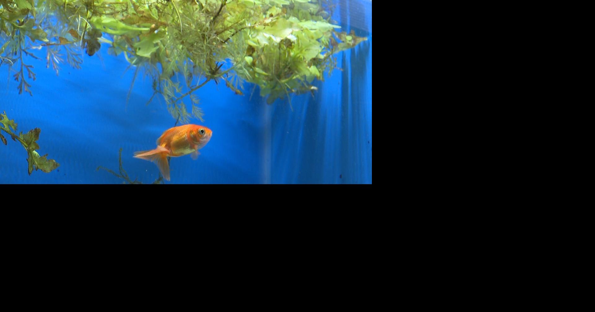 Study says invasive goldfish disrupt freshwater ecosystems | Mid ...