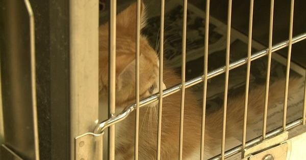 ASPCA Teams Up With Law Enforcement to Catch Animal Cruelty | News ...