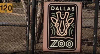 Dallas Zoo to increase security and offers a reward after incidents involving several animals