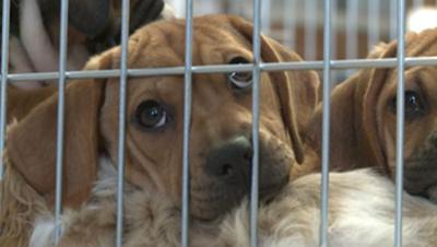 17 dogs die at St Louis shelter due to virus | News 17 dogs die at St Louis shelter due to virus | News