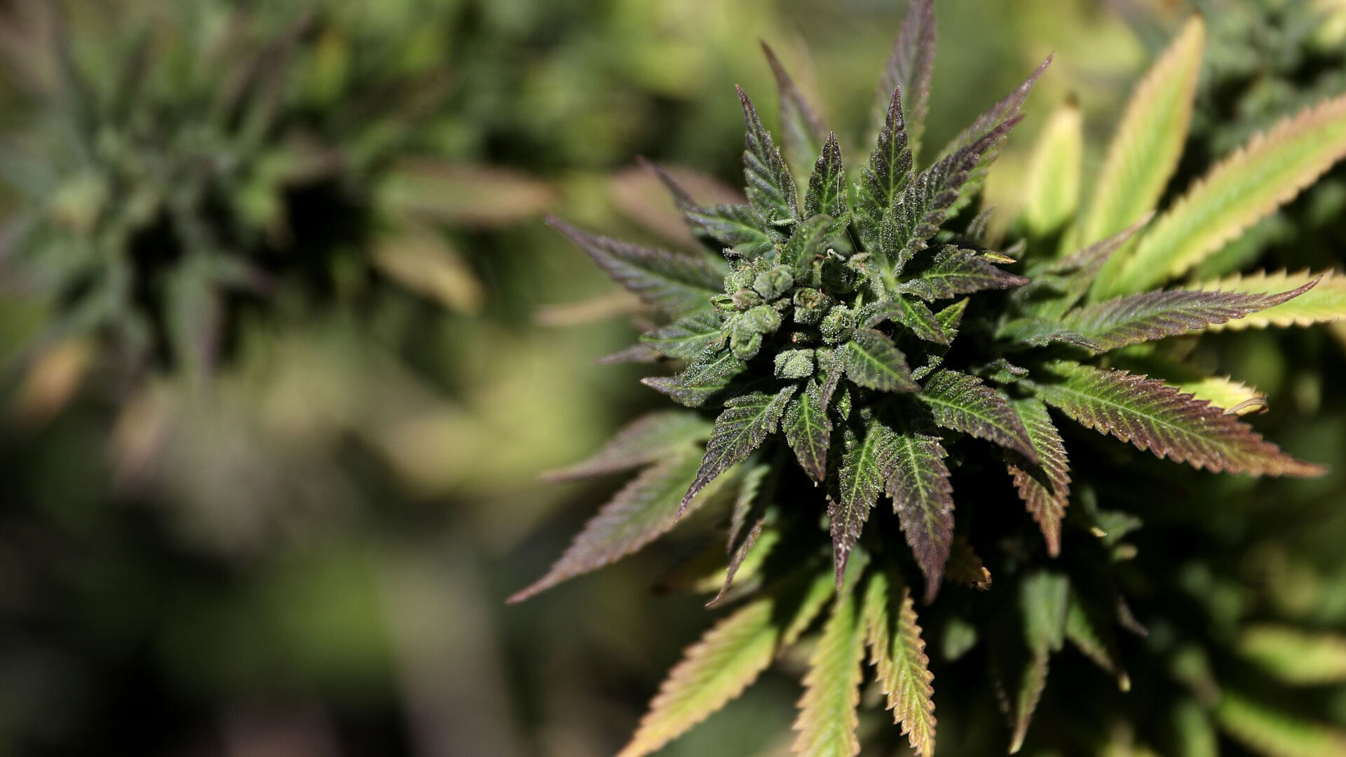 Jefferson City opens its first medical marijuana dispensary - Vimarsana News