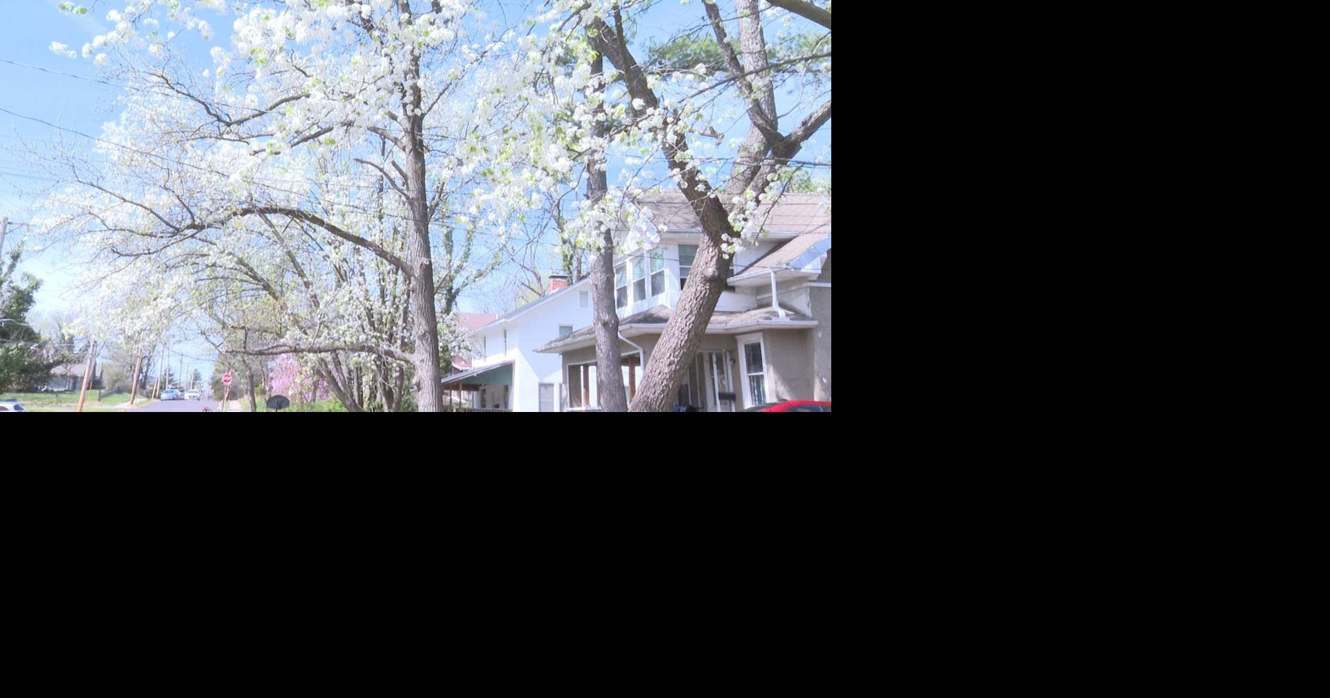 Missourians can cut down invasive tree from property to receive free native tree