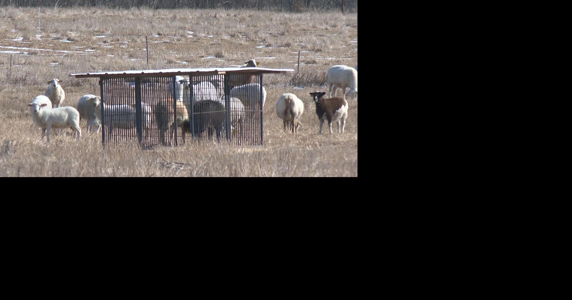 Lincoln University launches program to bring free, fresh produce to Missourians