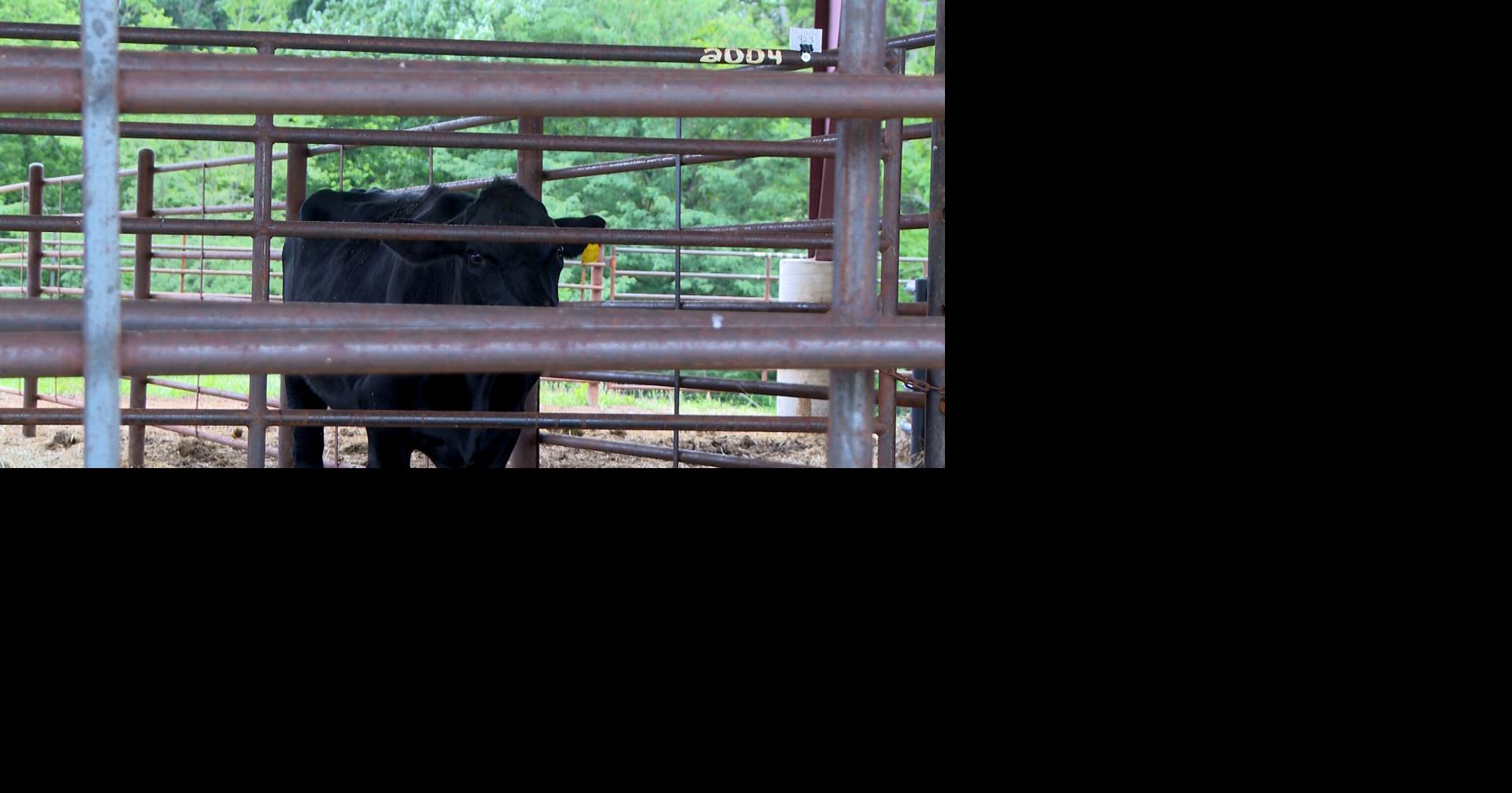 Missouri farmers explain factors behind increasing beef prices