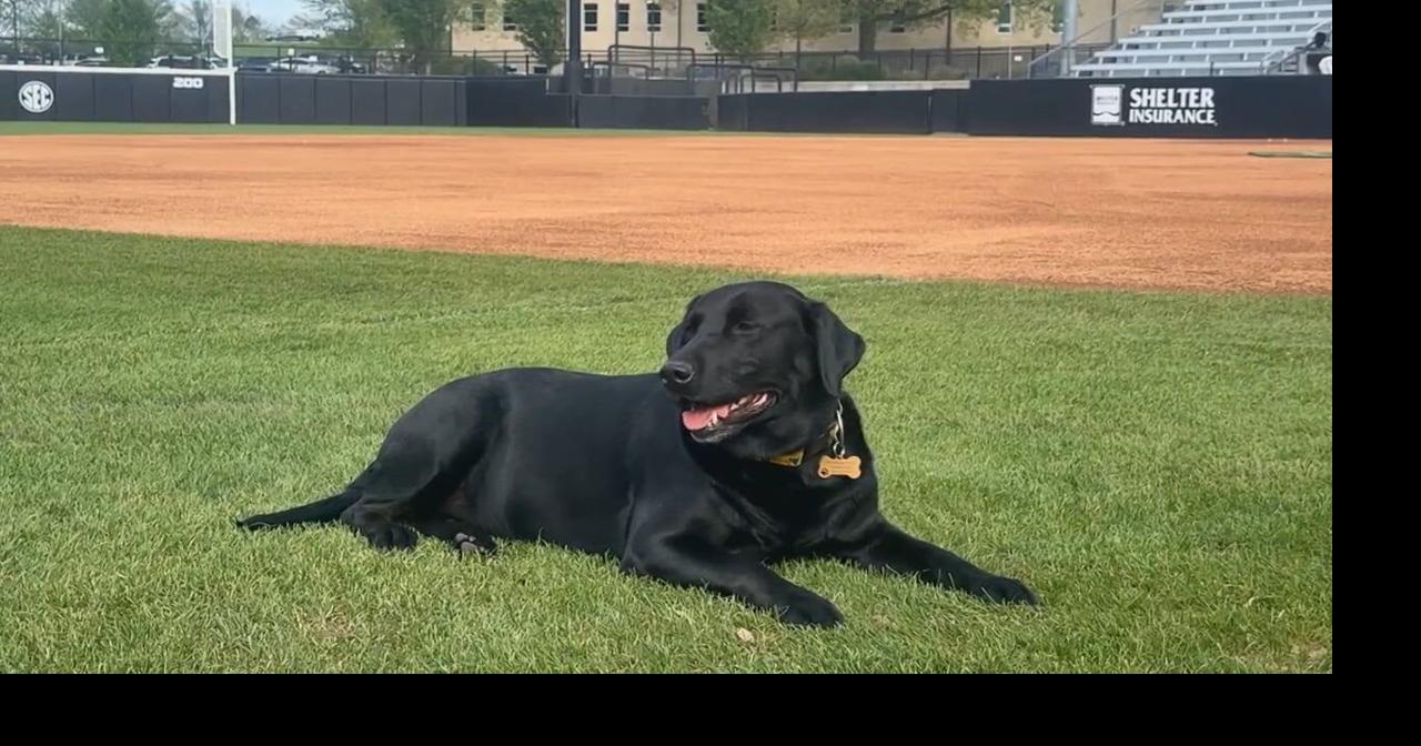 Meet Rally, Mizzou softball's comfort coach