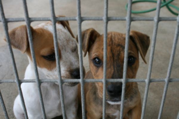 Jefferson City Animal Shelter Hosts Agriculture Director for Tour