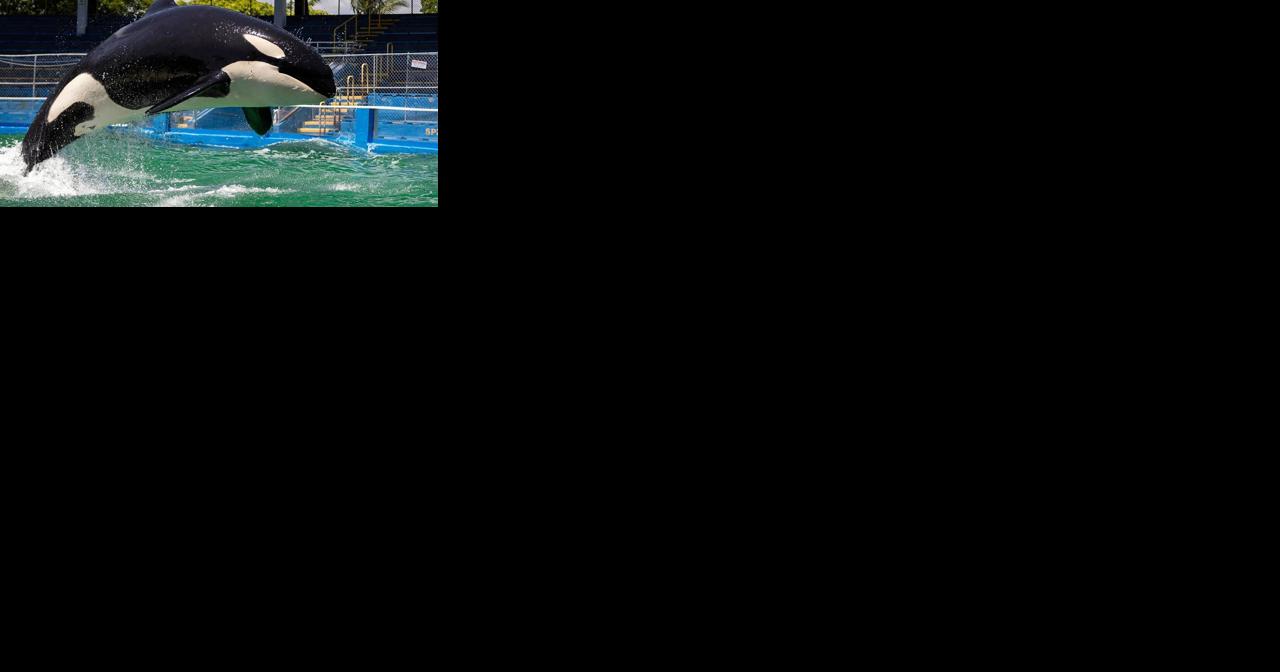 Lolita, a beloved orca at the Miami Seaquarium set to be released into the ocean, has died - Vimarsana News