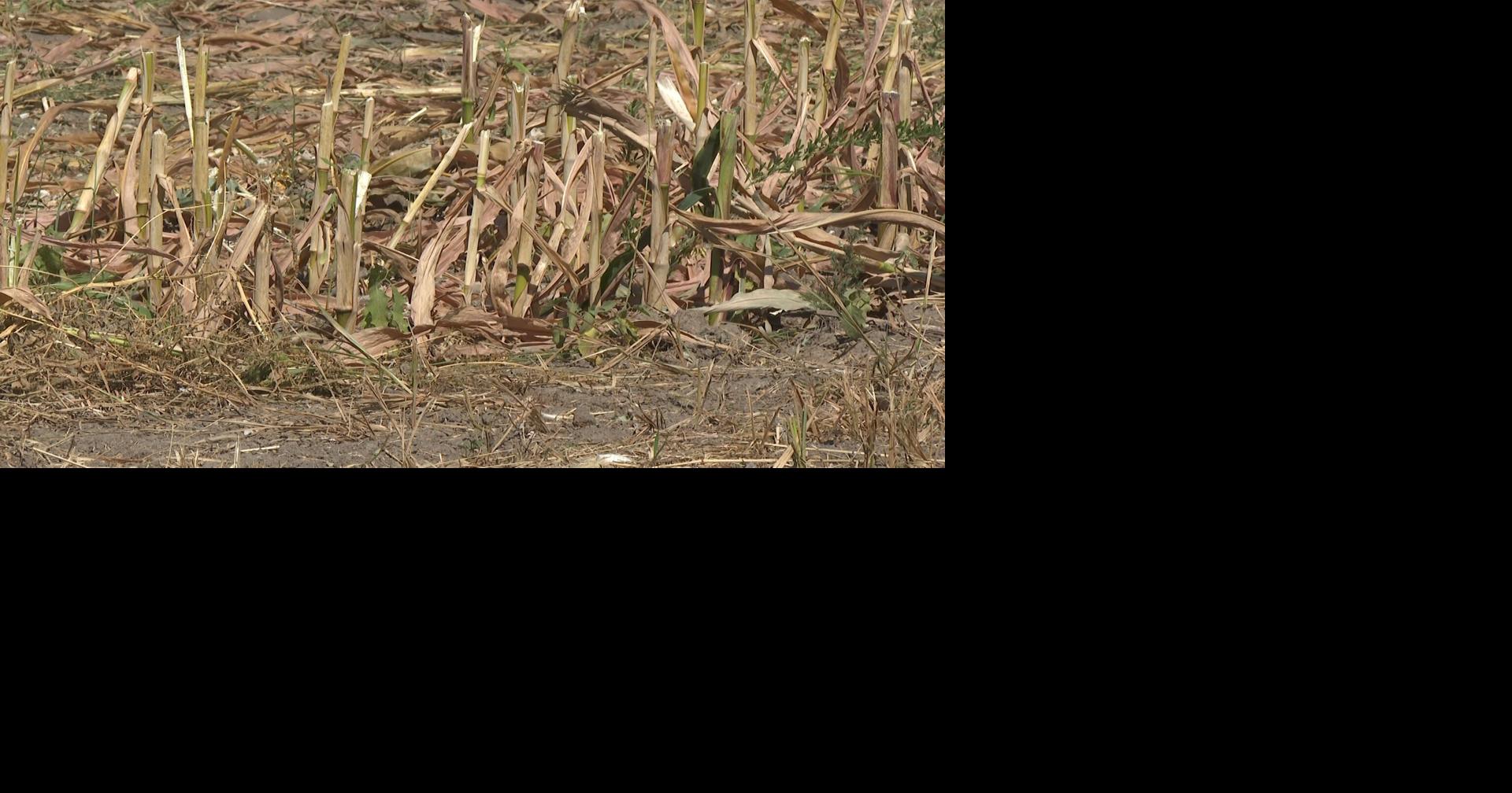Missouri farmers see yield impacts as drought conditions ramp up through August