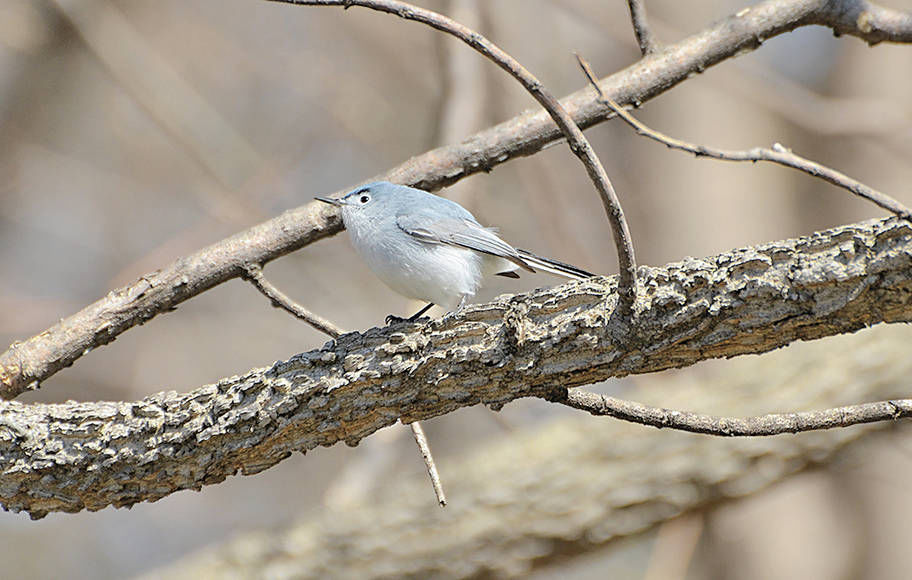 Blue-Gray Gnatcatcher Nests  South Carolina Public Radio